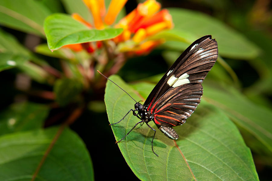 Butterfly On Leaf Photograph