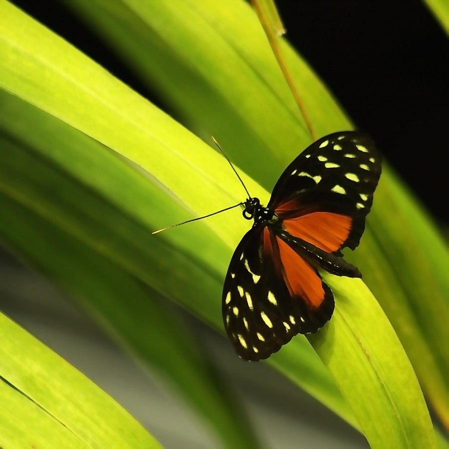 Butterfly on Leaves Photograph by Art Block Collections