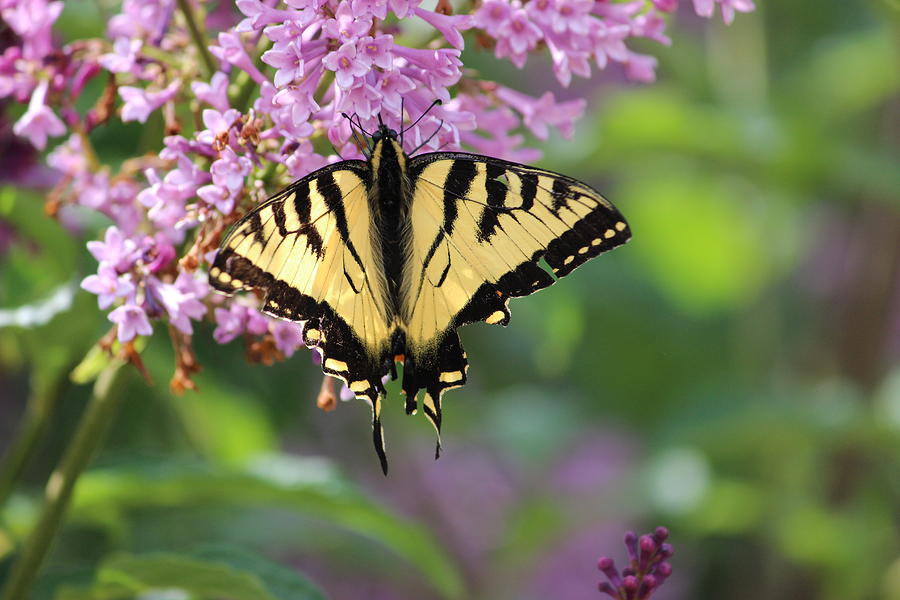 Butterfly On Lilac Photograph by Aaron Bubier - Fine Art America