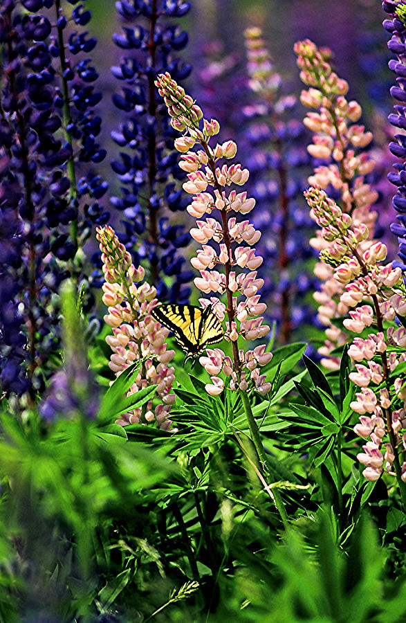 Butterfly on Lupine Photograph by Michael Hubley