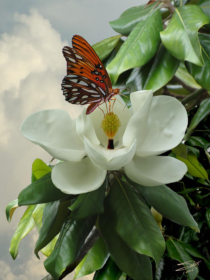 Butterfly on Magnolia Blossom Photograph by M Spadecaller