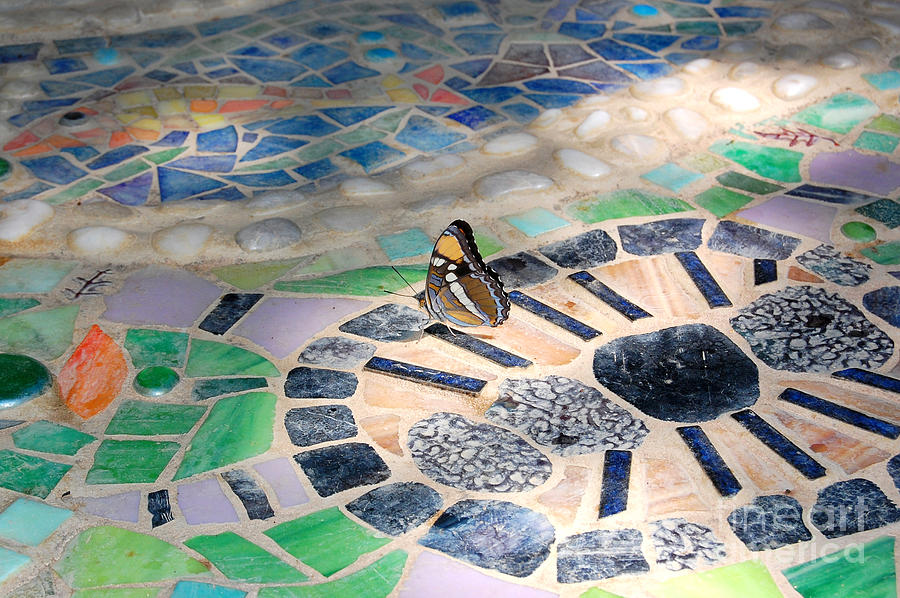 Butterfly on Mosaic Oasis Photograph by Debra Thompson