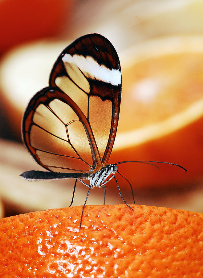 Butterfly Photograph - Butterfly on Orange by Rachel  Slater