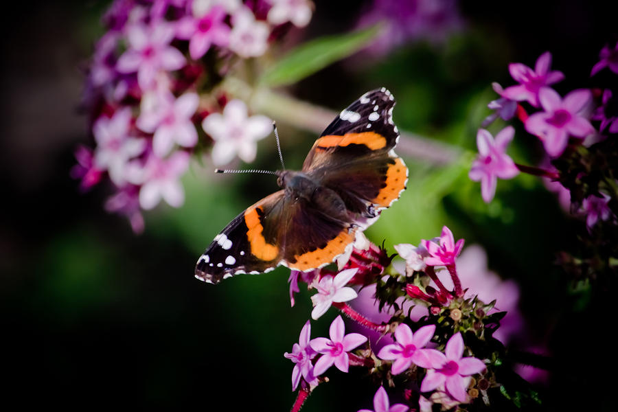 It Movie Photograph - Butterfly on Penta by Renee Barnes
