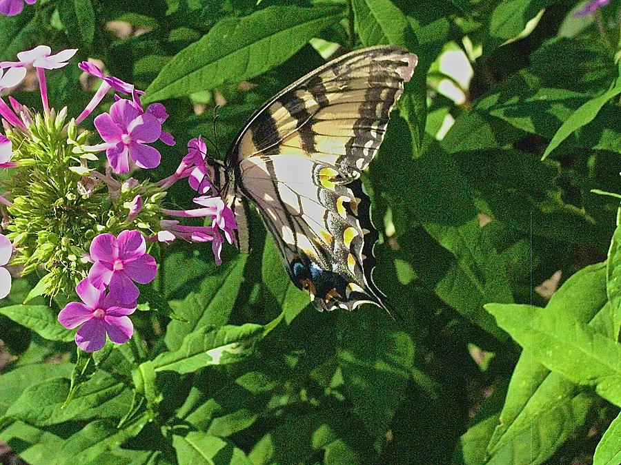 Butterfly on Phlox - 3 Photograph by Linda Williams