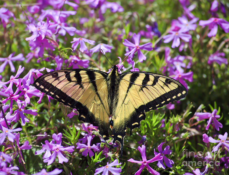 Butterfly on Phlox Photograph by Jill Lang