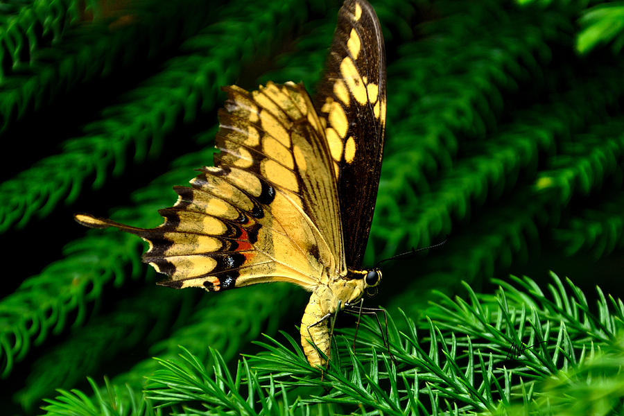 Butterfly on Pine Photograph by Mark Valentine