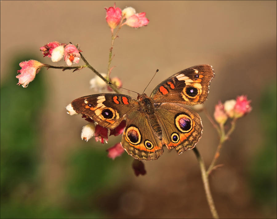 Butterfly On Pink Photograph by Beth Sargent