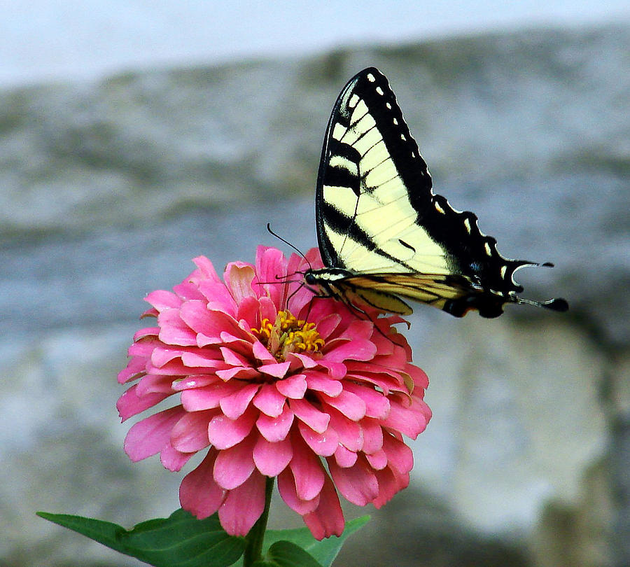 Butterfly Photograph - Canadian Tiger Swallowtail Butterfly by Mary Halpin