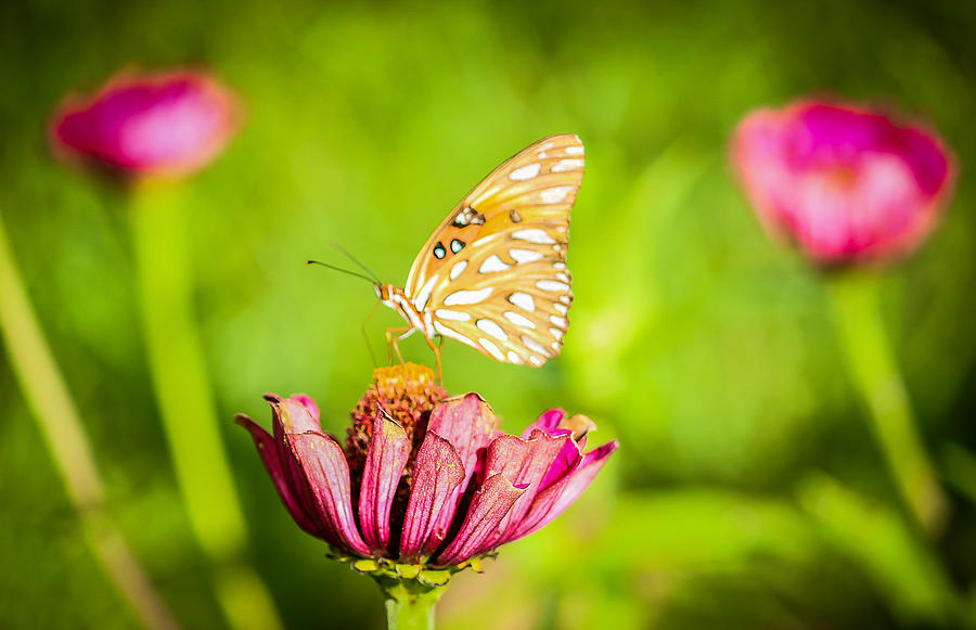 Butterfly on Pink Flower Photograph by Tracy Brock