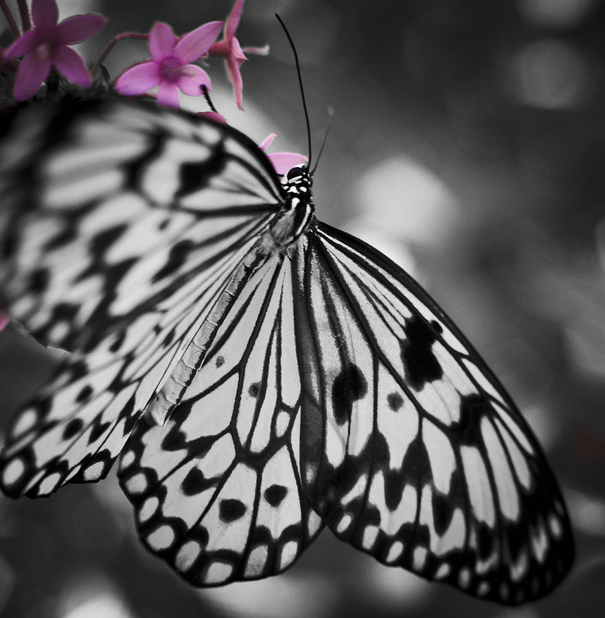 Butterfly On Pink Flowers Photograph