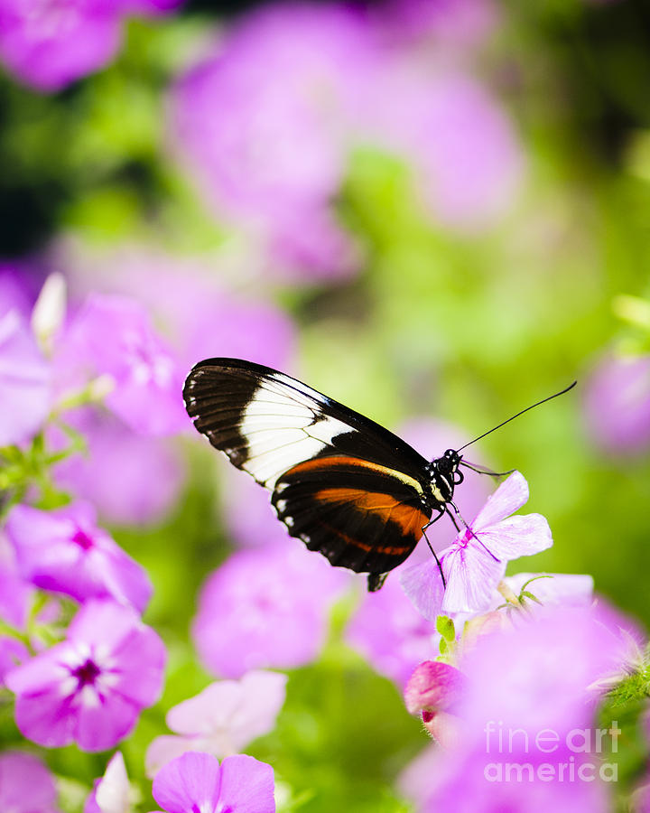 Animal Photograph - Butterfly on Pink Flowers by Oscar Gutierrez