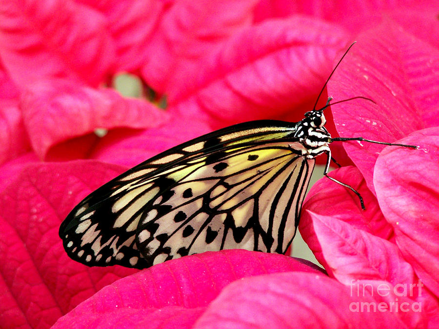 Butterfly on Poinsettia Photograph by Kathy  White
