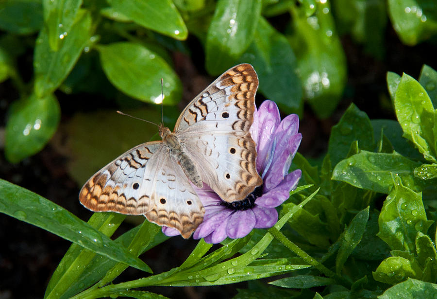 Butterfly Photograph - White Peacock Butterfly on Purple Daisy by John Black