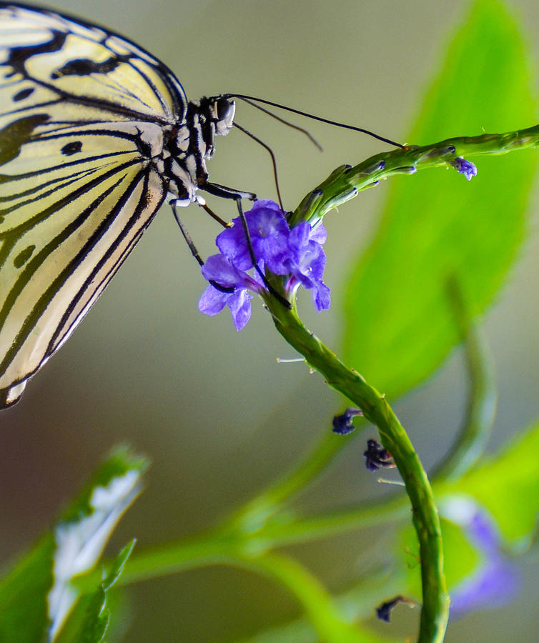 Butterfly on purple flower on green vine Photograph by Michael Moriarty Butterfly on purple flower on green vine Photograph by Michael Moriarty