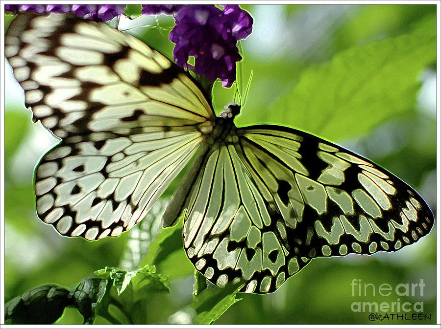 Butterfly Photograph - Butterfly On Purple by Kathleen Struckle