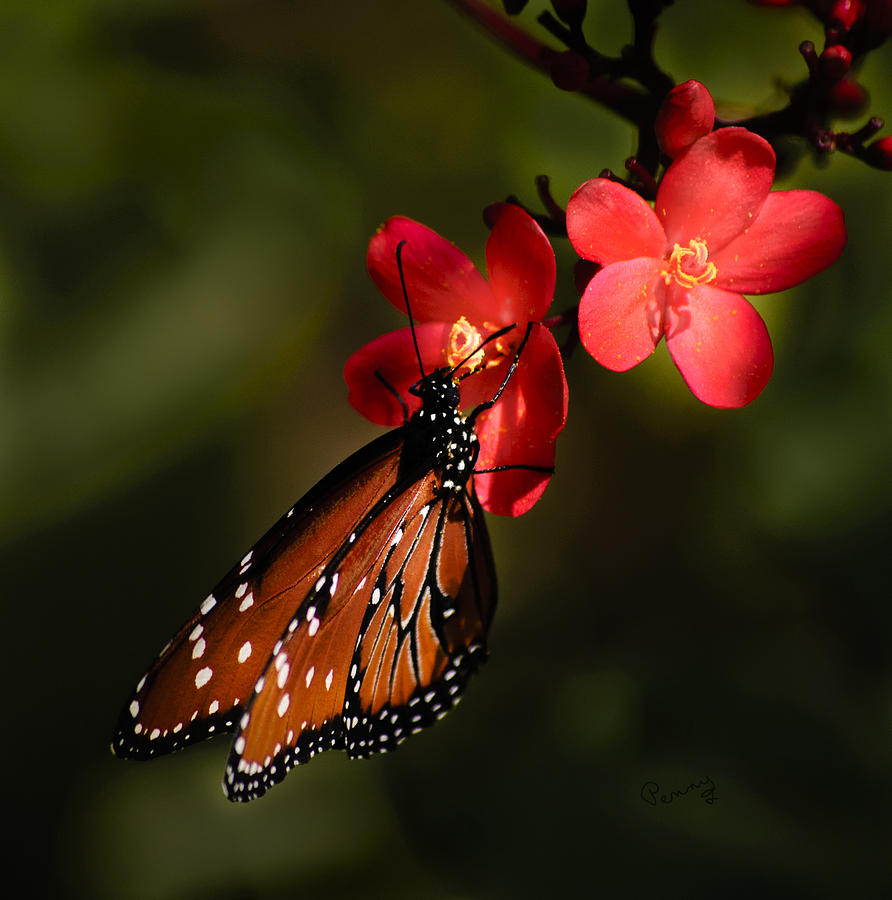 Butterfly Photograph - Butterfly on Red Blossom by Penny Lisowski