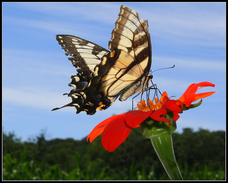 Butterfly on Red Daisy Photograph by Dora Sofia Caputo