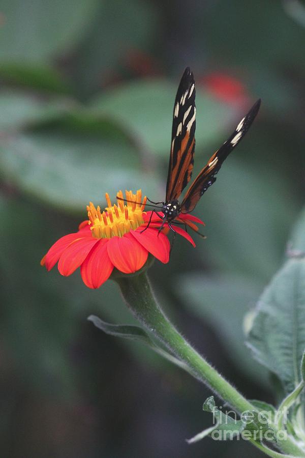 Butterfly on Red Flower Photograph by Jeremy Hayden