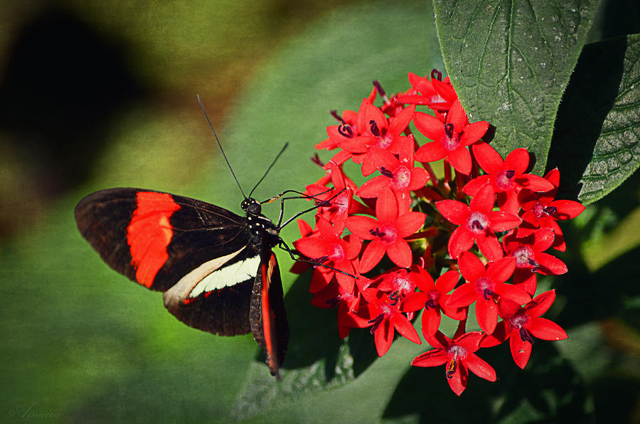 Nature Photograph - Butterfly On  Red Flowers by Maria Angelica Maira