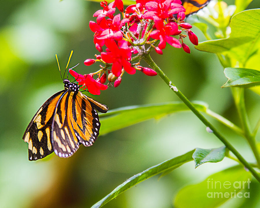Butterfly On Red Photograph by Randy Jackson