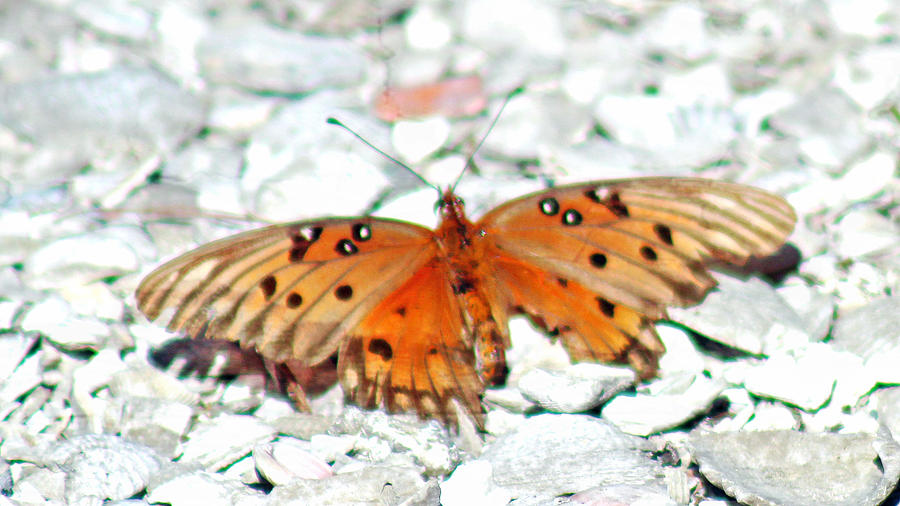 Butterfly on Shells Photograph by Audrey Robillard