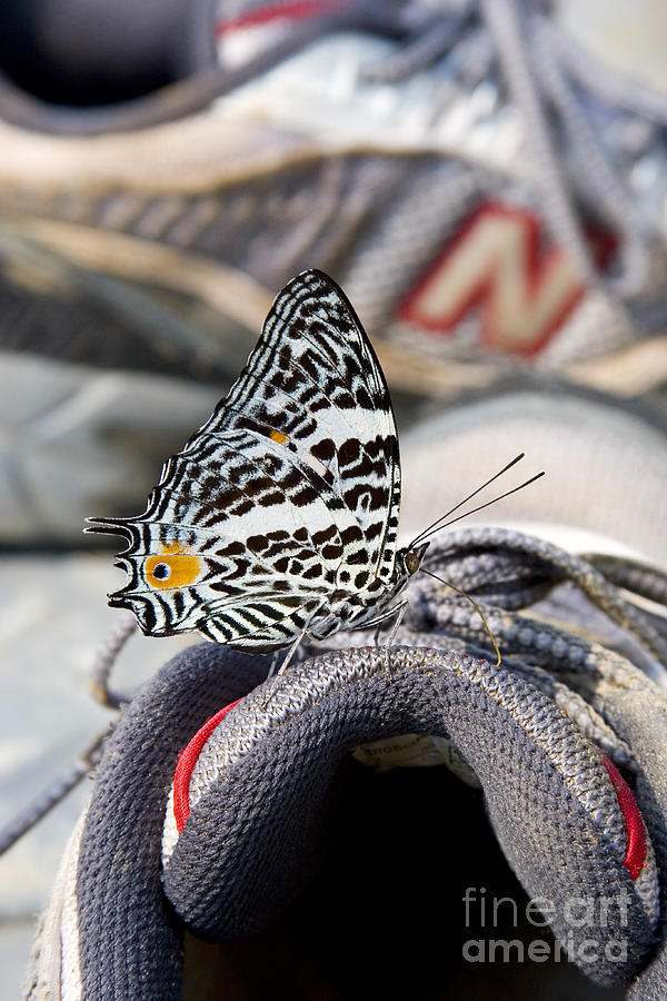 Butterfly On Sneaker Photograph by Gregory G. Dimijian, M.D.
