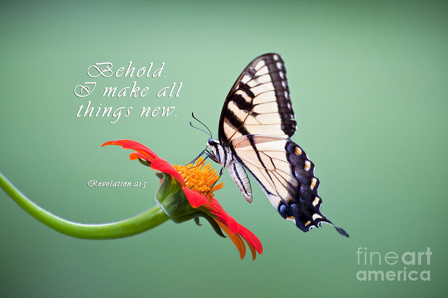 Butterfly on Sunflower with Scripture Photograph by Jill Lang