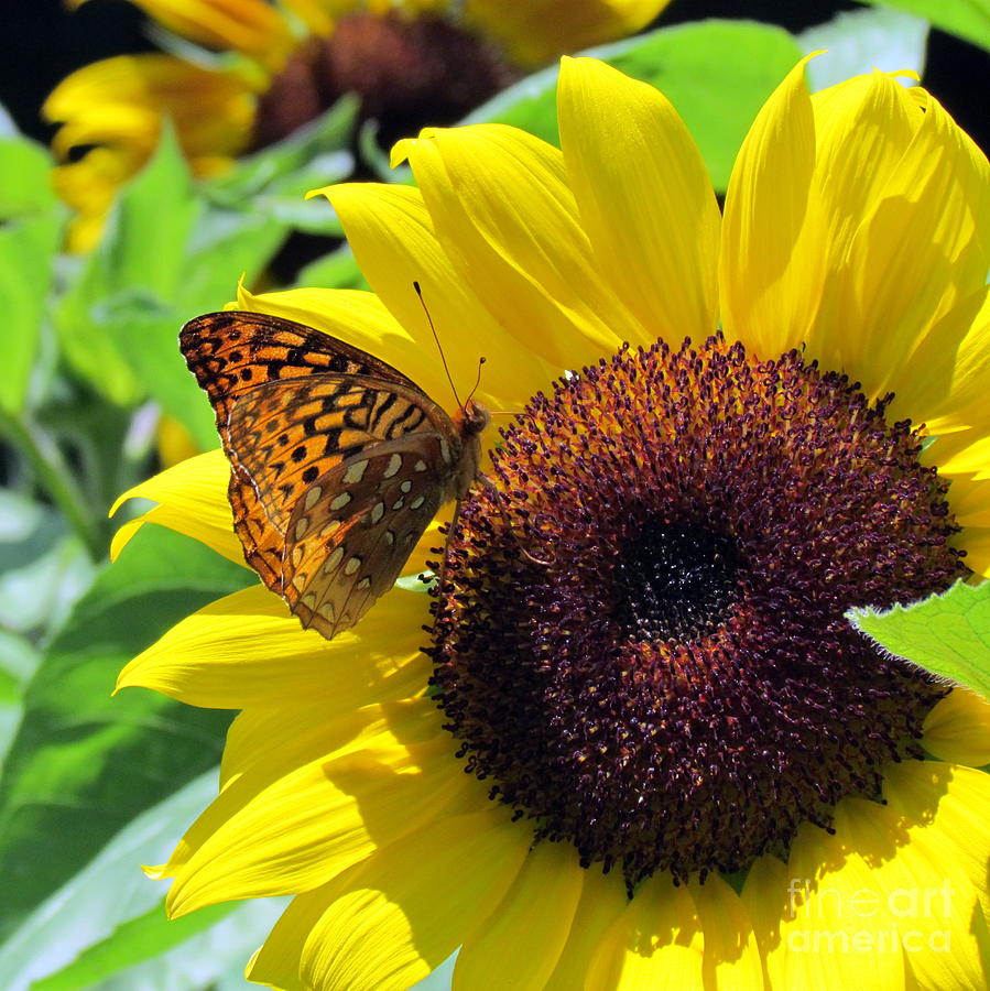 Butterfly on Sunflowers Photograph by Lili Feinstein