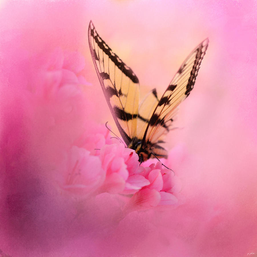 Butterfly Photograph - Butterfly on the Azaleas by Jai Johnson