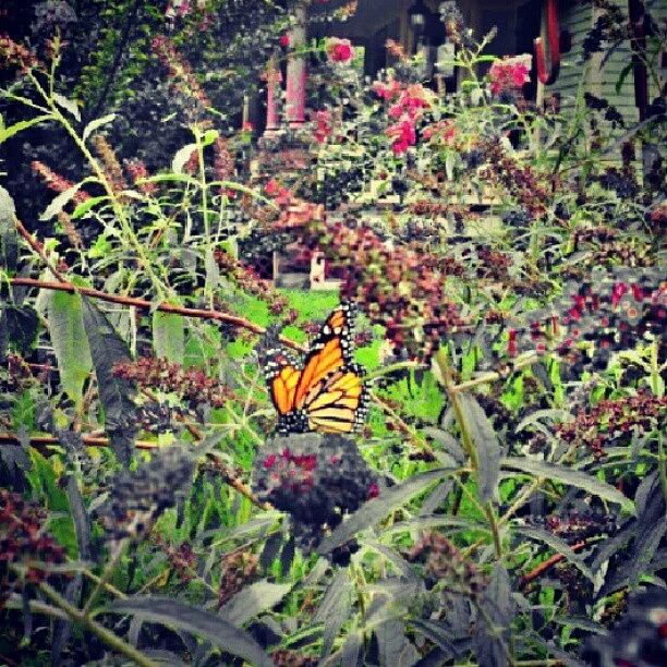 Butterfly Photograph - #butterfly On The Bush by Glenn Duda