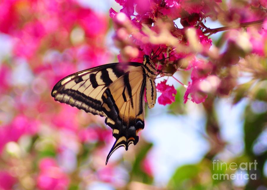 Butterfly On The Crepe Myrtle. Photograph