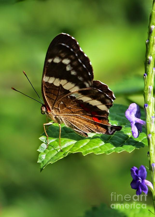 Butterfly on the Edge Photograph by Carol Groenen