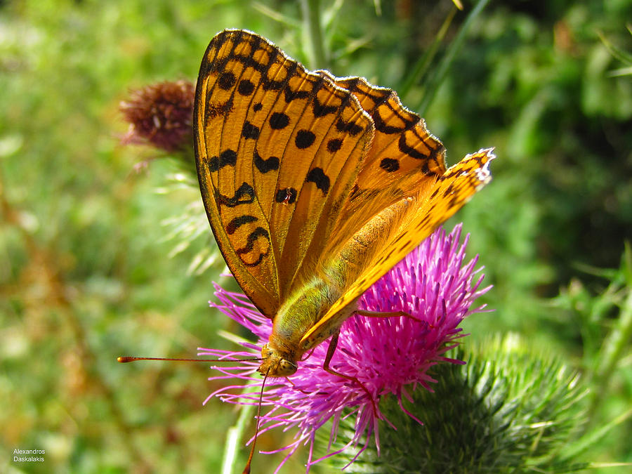Butterfly on Thistle Photograph by Alexandros Daskalakis | Fine Art America