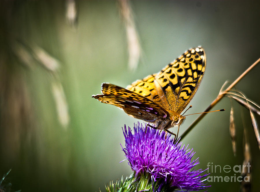 Butterfly on Thistle Photograph by Cheryl Baxter