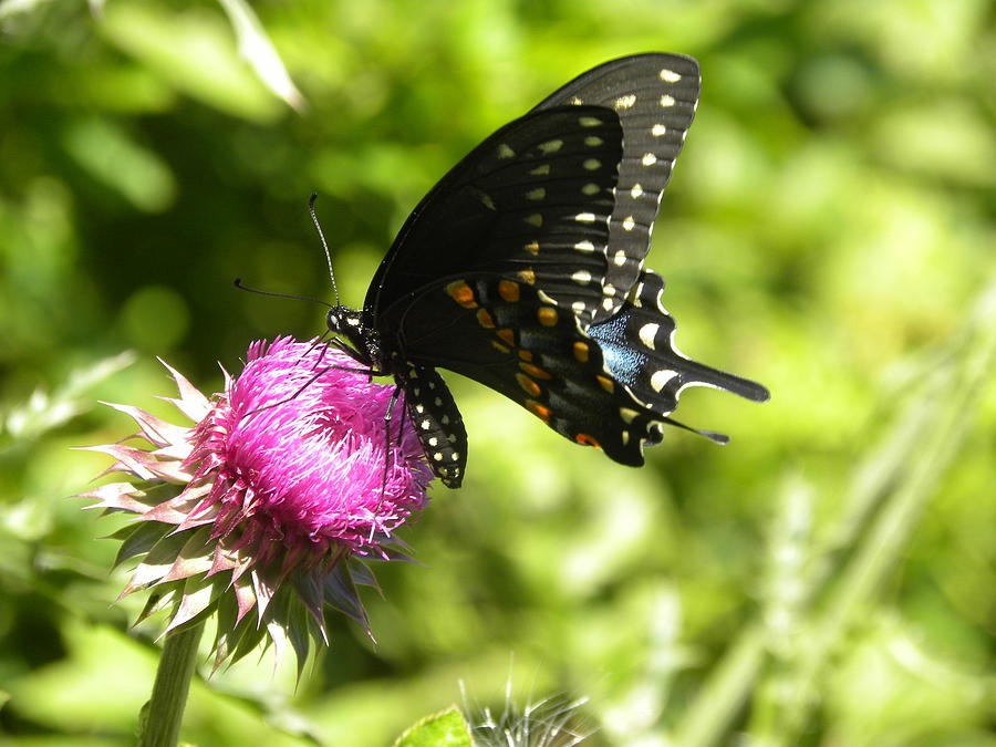Butterfly on Thistle Photograph by Jewels Hamrick