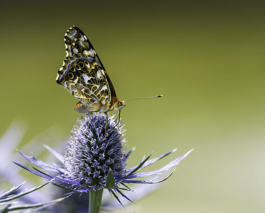 Butterfly on Thistle Photograph by Peter V Quenter