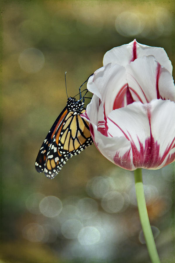 Butterfly on Tulip Photograph by Heather Reeder - Fine Art America