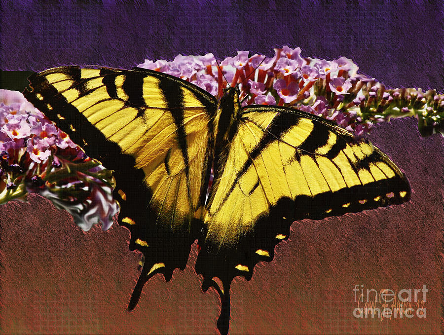 Yellow Tiger Swallowtail Butterfly Photograph by Carol F Austin