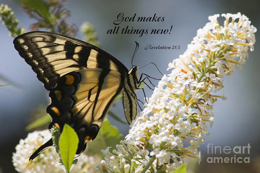 Butterfly on White Bush with Scripture Photograph by Jill Lang