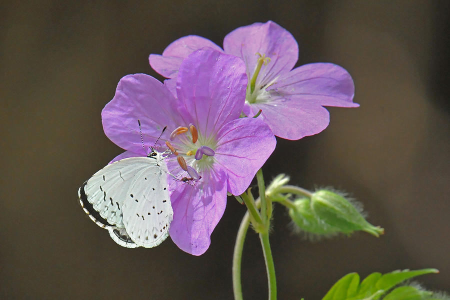 Butterfly on Wild Geranium Photograph by Alan Lenk