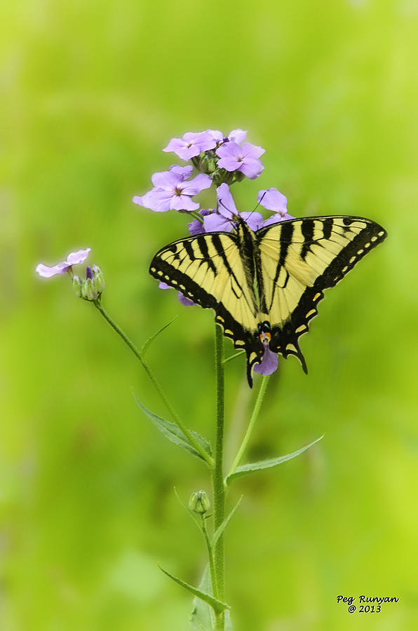 Butterfly on Wild Phlox Photograph by Peg Runyan