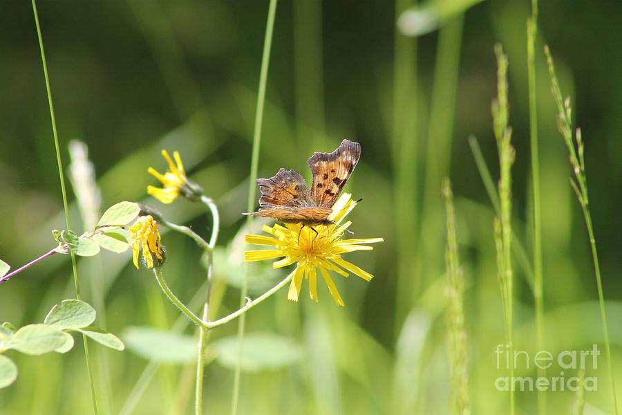 Butterfly on Wildflower Photograph by Leone Lund