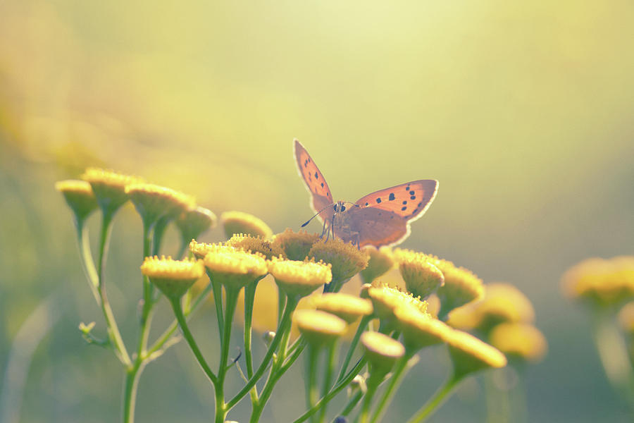 Butterfly On Wildflower Photograph by Rike 