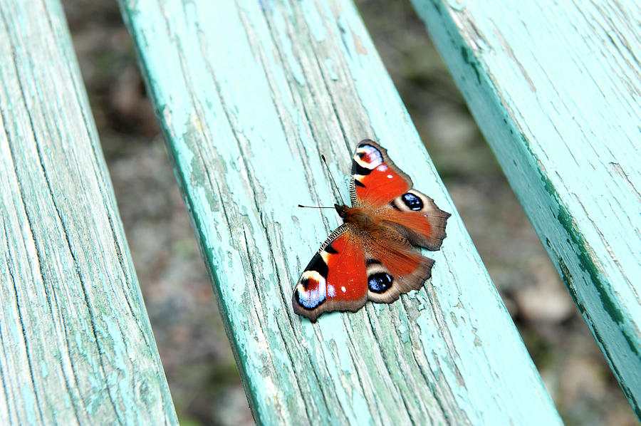 Butterfly On Wooden Plank Photograph by Johner Images
