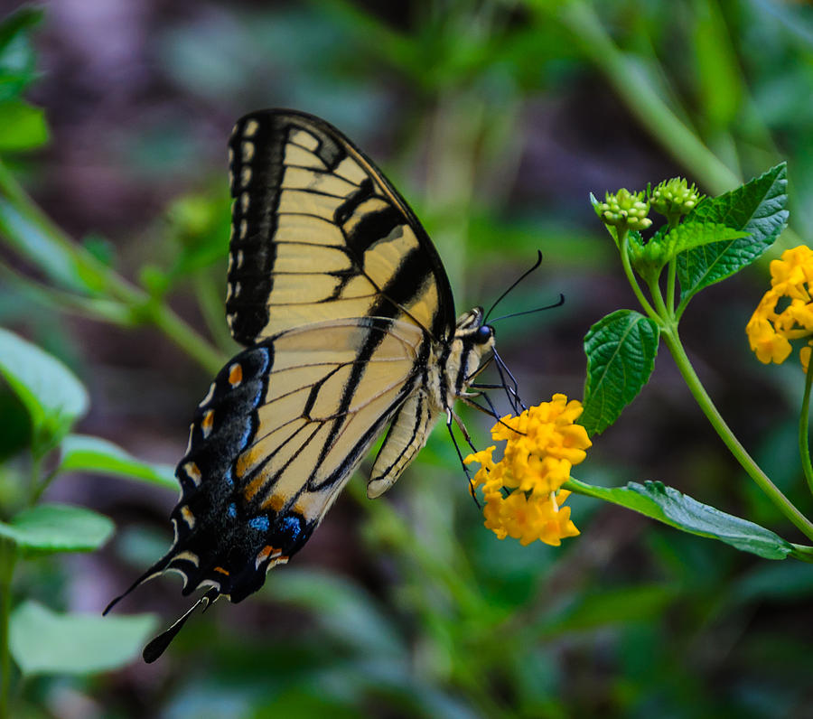 Yellow Butterfly Photograph - Butterfly On Yellow Flower by Don L Williams Yellow Butterfly Photograph - Butterfly On Yellow Flower by Don L Williams