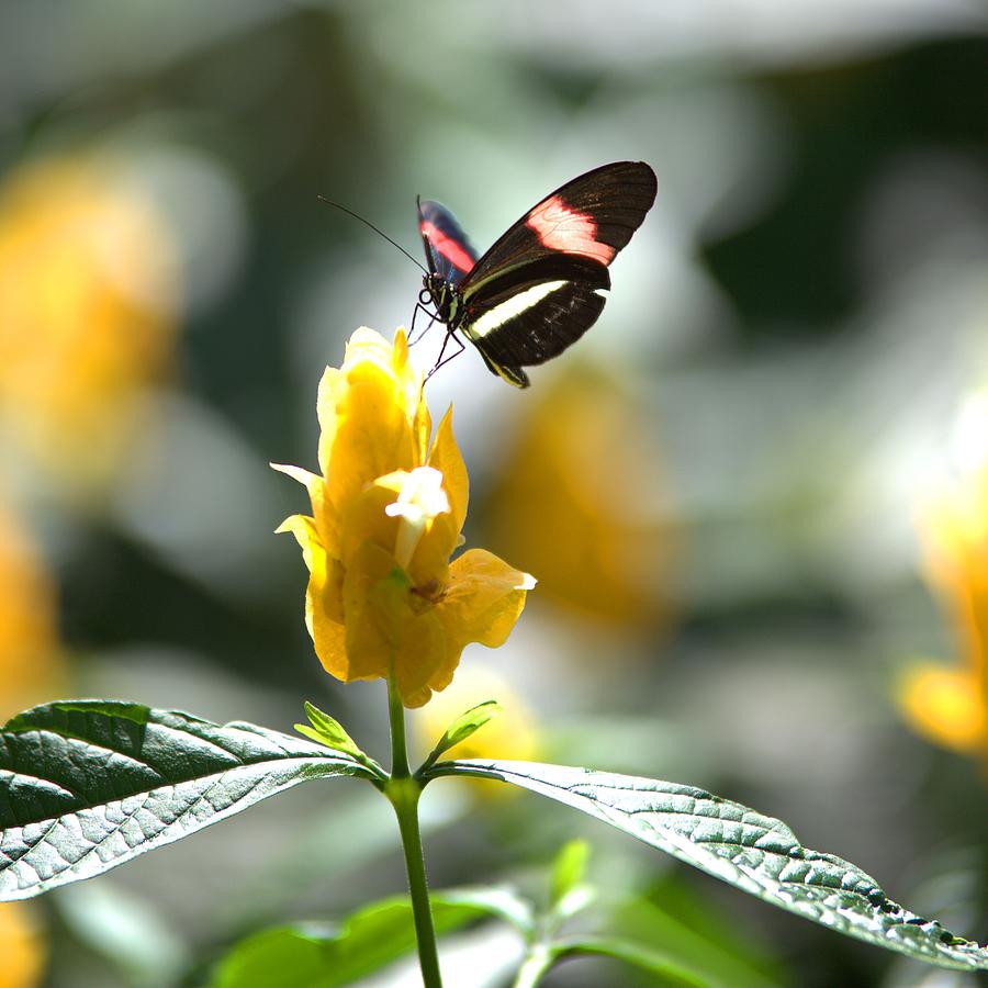 Butterfly on Yellow Flower - Square Photograph by Gordon Elwell