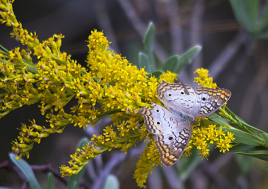 Butterfly On Yellow Photograph by Kenneth Albin