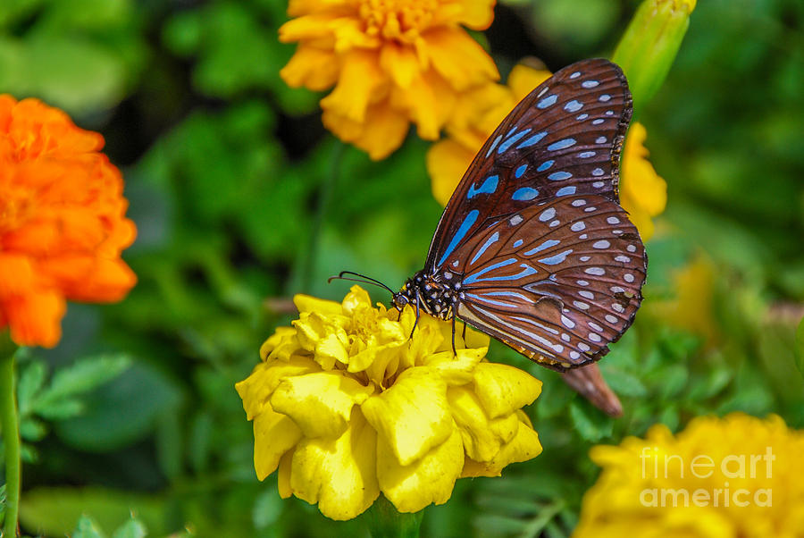 Butterfly On Yellow Marigold Photograph by Mary Carol Story
