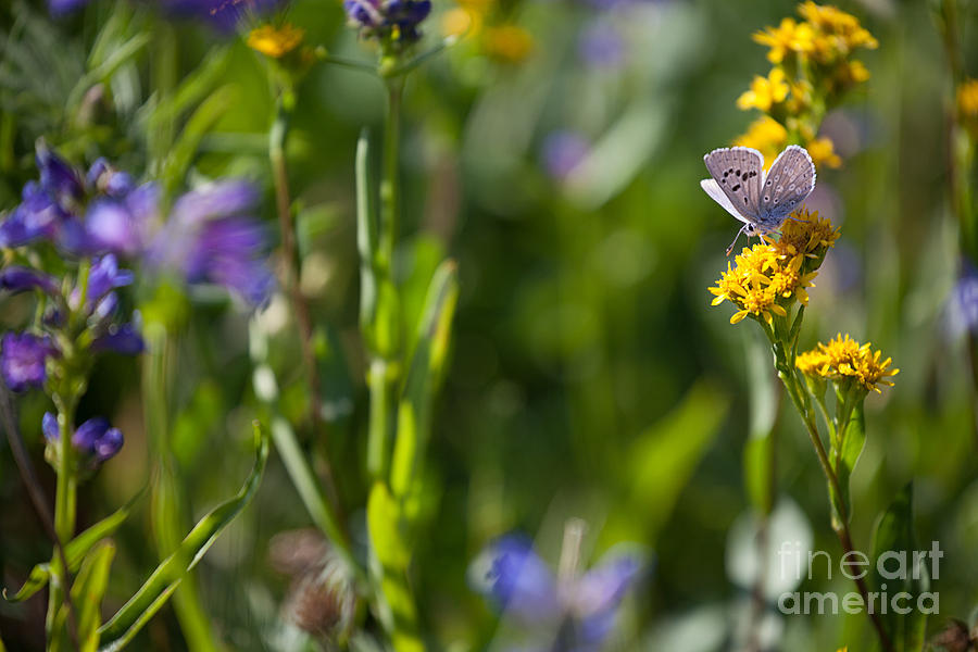 Butterfly on Yellow Wildflowers by Cindy Singleton Butterfly on Yellow Wildflowers by Cindy Singleton